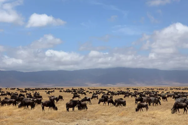 Gnus Sabana Del Serengeti Tanzania — Foto de Stock