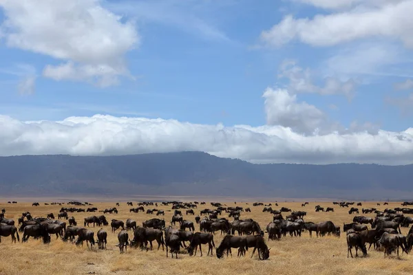 Gnus Sabana Del Serengeti Tanzania — Foto de Stock