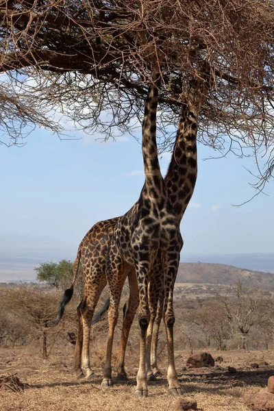 Zsiráfok Serengeti Tanzániában — Stock Fotó