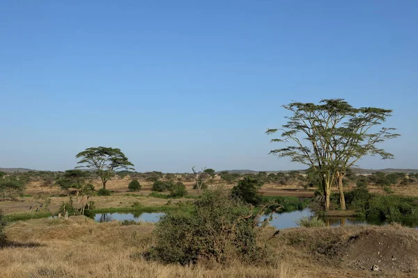 Σαβάννα Του Serengeti Στην Τανζανία — Φωτογραφία Αρχείου