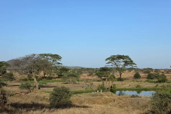 Die Savanne Der Serengeti Tansania — Stockfoto