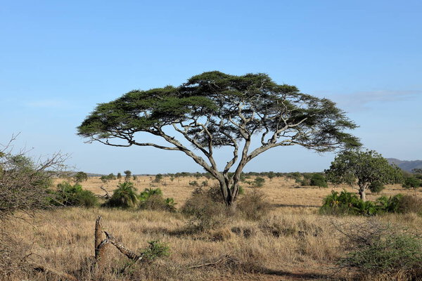 The Savannah of the Serengeti in Tanzania