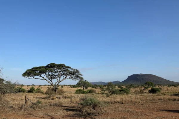 Die Savanne Der Serengeti Tansania — Stockfoto