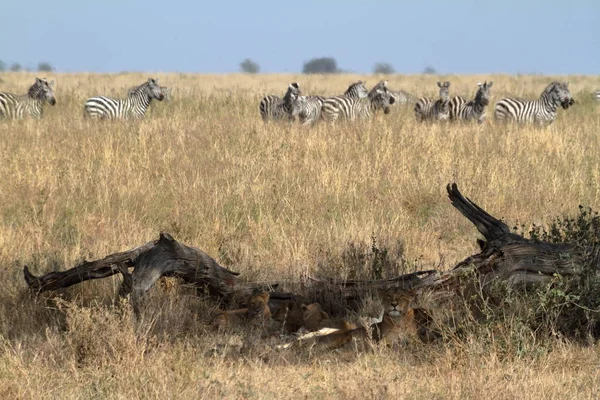 Leones Serengeti Savannah — Foto de Stock