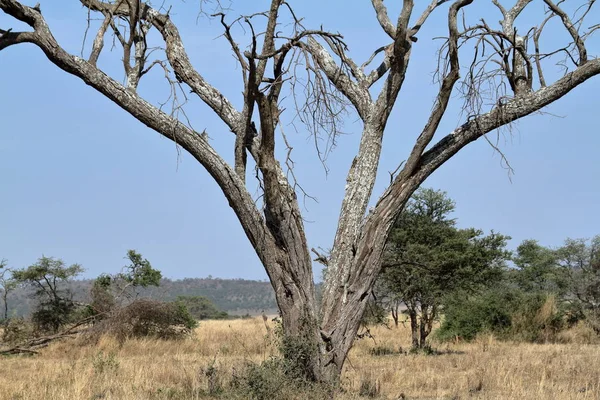 Sabana Del Serengeti Tanzania — Foto de Stock
