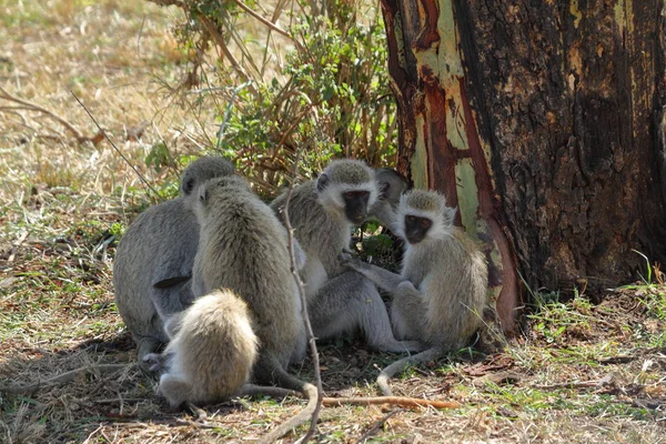 Zuidelijke Groene Apen Serengeti — Stockfoto