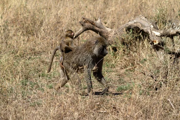 Baboon Savanna Serengeti — Stock Photo, Image