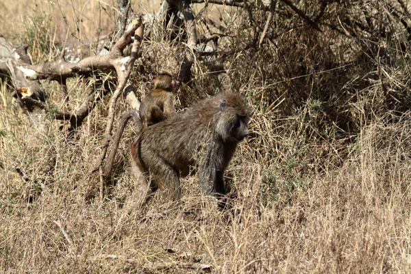 Pavian Der Savanne Der Serengeti — Stockfoto