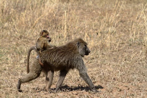 Baboon Savana Serengeti — Fotografie, imagine de stoc