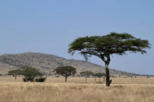 Savana Del Serengeti Tanzania — Foto Stock