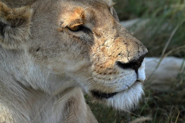 Serengeti Savannah Oroszlánok — Stock Fotó