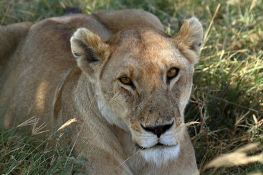 Serengeti Savannah aslanlar