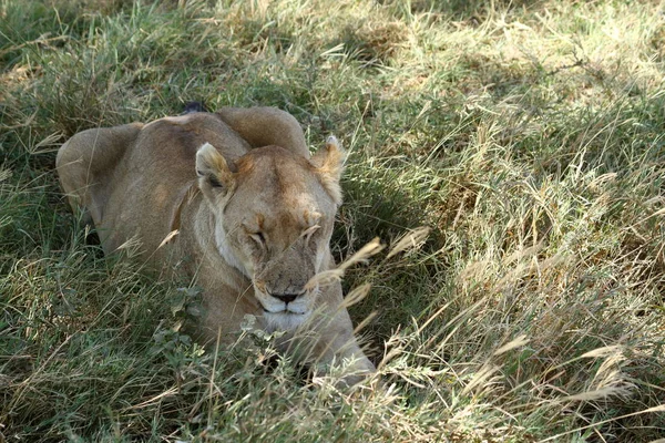 Löwen Der Serengeti Savanne — Stockfoto