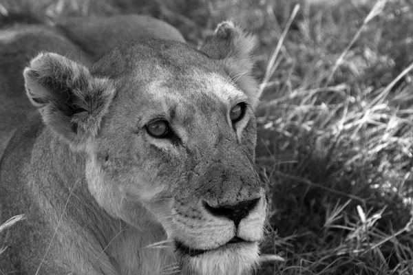 Serengeti Savannah Oroszlánok — Stock Fotó