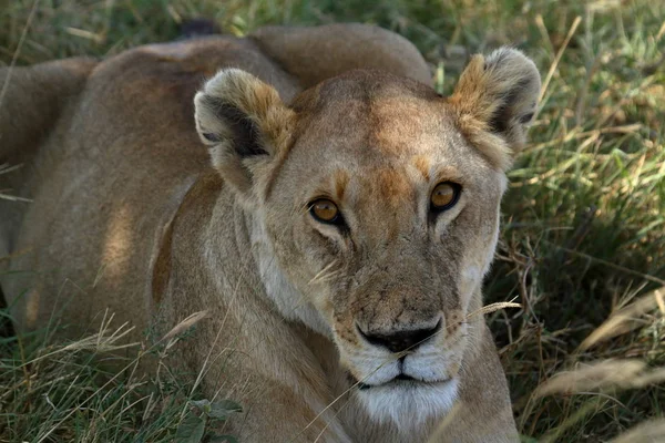 Serengeti Savannah Oroszlánok — Stock Fotó