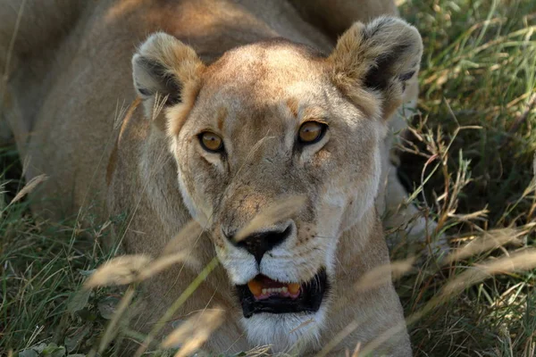 Serengeti Savannah Oroszlánok — Stock Fotó