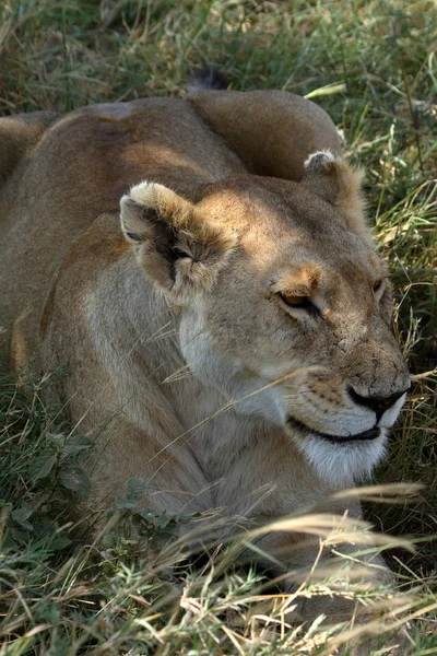 Lions Dans Savane Serengeti — Photo