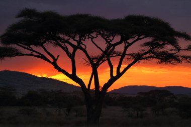 Serengeti Savannah günbatımı