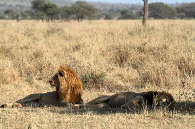 Serengeti Savannah aslanlar