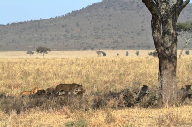 Serengeti Savannah aslanlar