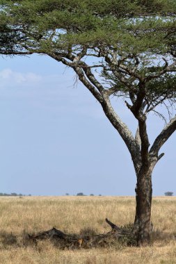 Serengeti Savannah aslanlar
