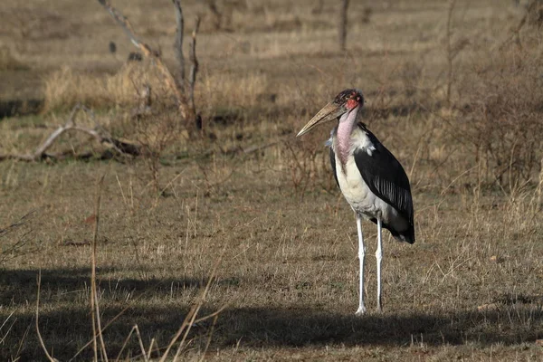 Marabou Serengeti Savannah — Fotografia de Stock