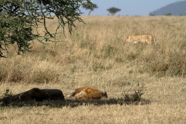 Lwy Serengeti Savannah — Zdjęcie stockowe