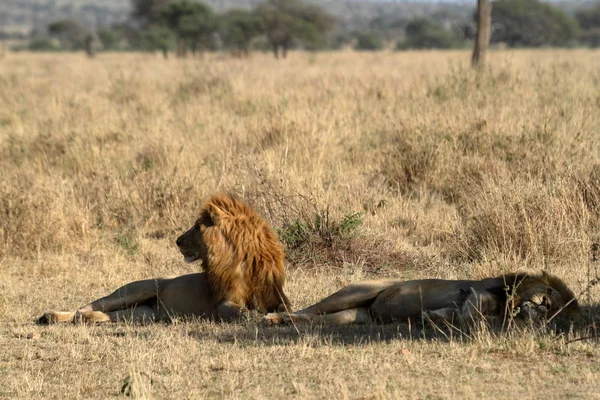 Lwy Serengeti Savannah — Zdjęcie stockowe