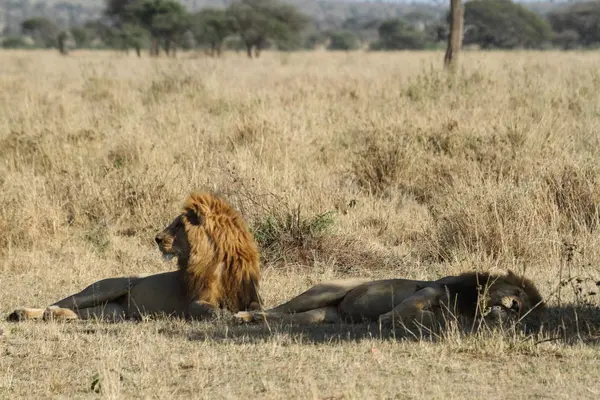 Lions Serengeti Savannah — Stock Photo, Image