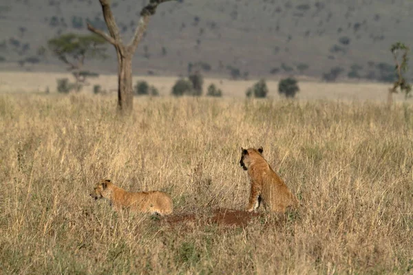 Lwy Serengeti Savannah — Zdjęcie stockowe