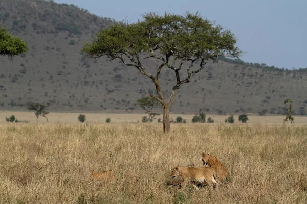 Lions Serengeti Savannah — Stock Photo, Image