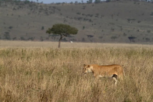 Leões Serengeti Savannah — Fotografia de Stock
