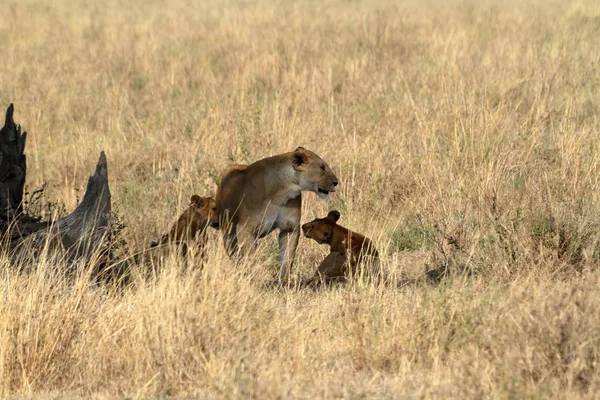 Lions Serengeti Savannah — Stock Photo, Image