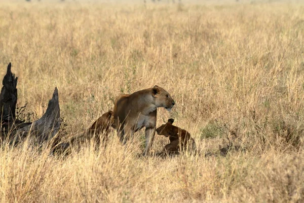 Lions Serengeti Savannah — Stock Photo, Image