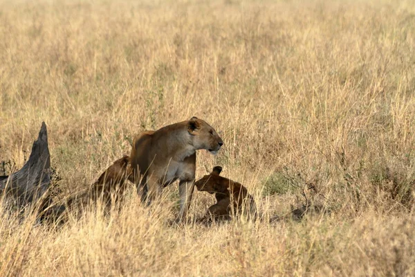 Lions Serengeti Savannah — Stock Photo, Image