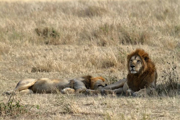 Lwy Serengeti Savannah — Zdjęcie stockowe