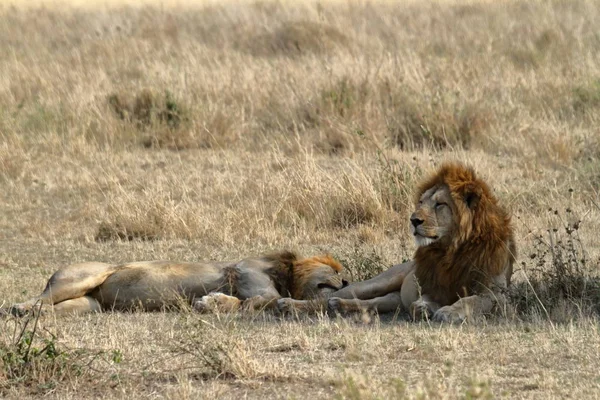 Lions Serengeti Savannah — Stock Photo, Image