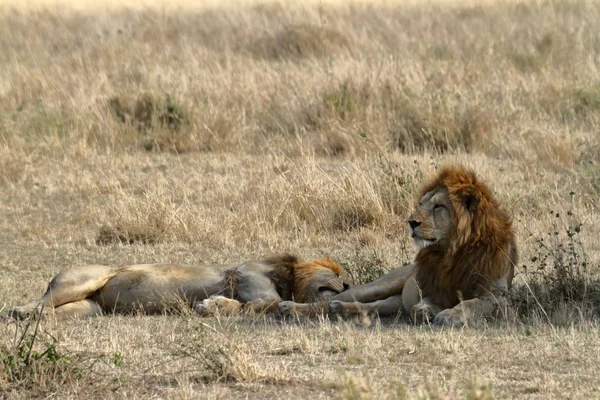 Lwy Serengeti Savannah — Zdjęcie stockowe