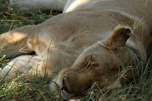 Leões Serengeti Savannah — Fotografia de Stock