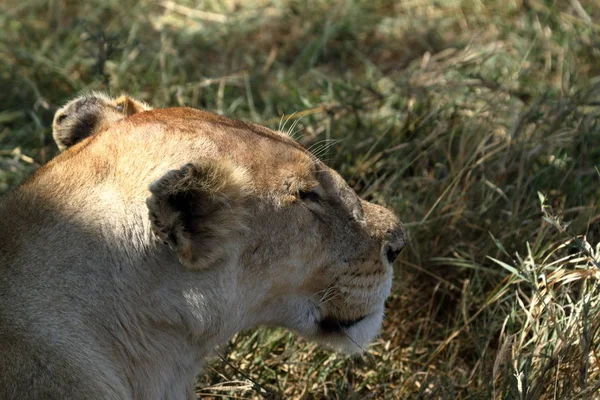 Serengeti Savannah Oroszlánok — Stock Fotó