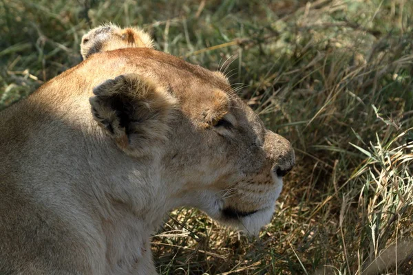 Serengeti Savannah Oroszlánok — Stock Fotó