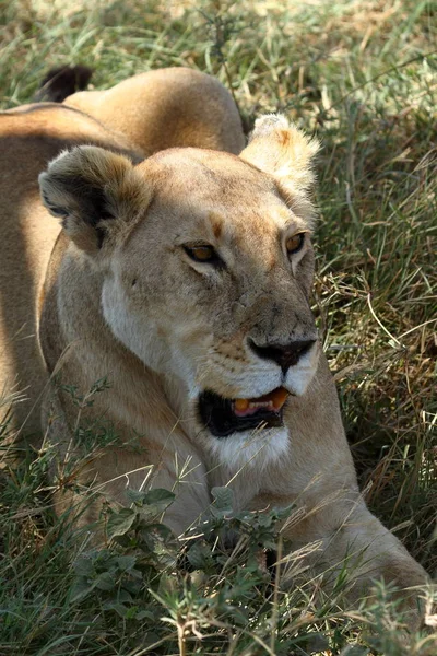 セレンゲティ サバンナのライオン — ストック写真