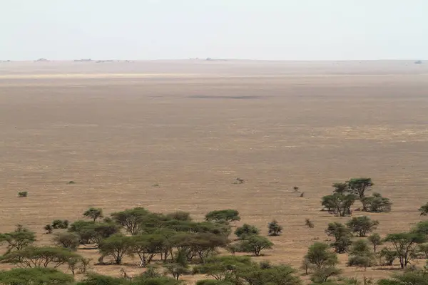 Savana Del Serengeti — Foto Stock