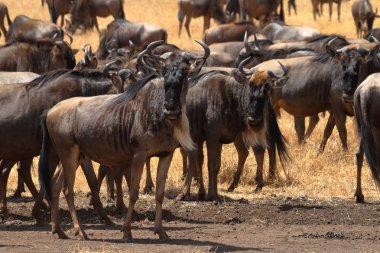 GNU Tanzanya'daki Serengeti Savannah