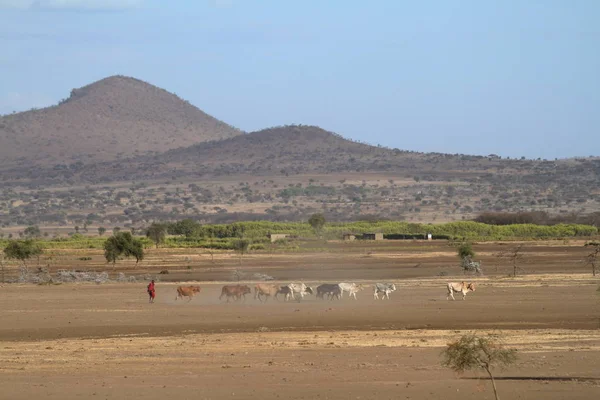 Masai Der Serengeti Savanne — Stockfoto