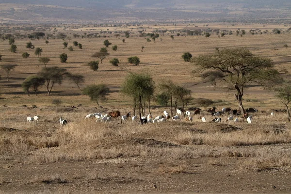 Sabana Del Serengeti Tanzania —  Fotos de Stock