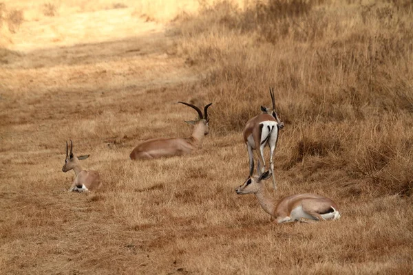 Gaseller Serengeti — Stockfoto