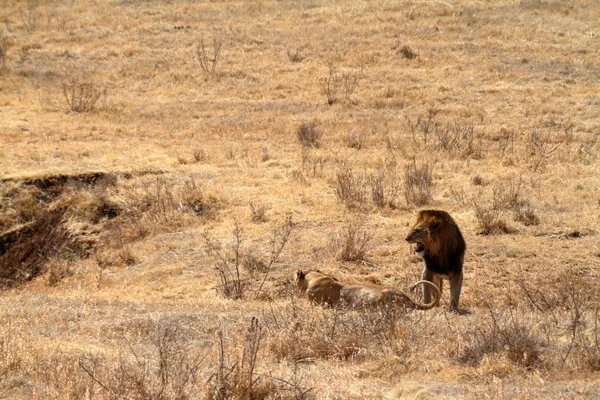 Leoni Nel Serengeti Savannah — Foto Stock