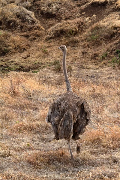 Fågel Struts Serengeti — Stockfoto