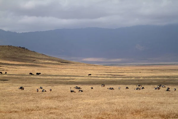 Żurawie Koronowe Sawannie Serengeti — Zdjęcie stockowe